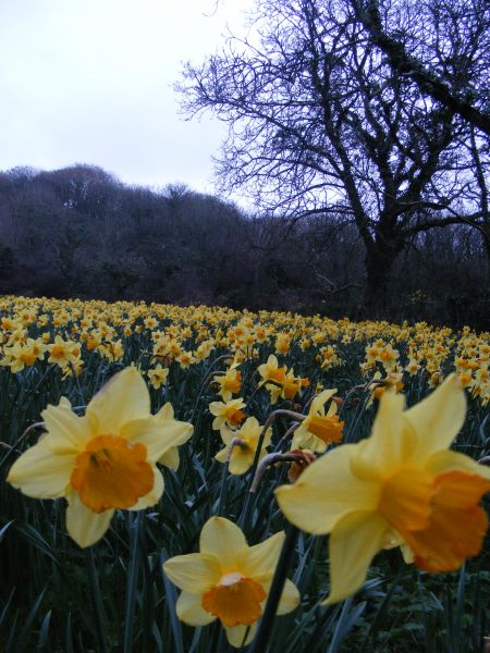 fields of daffodils lamo