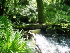 Lamorna Stream